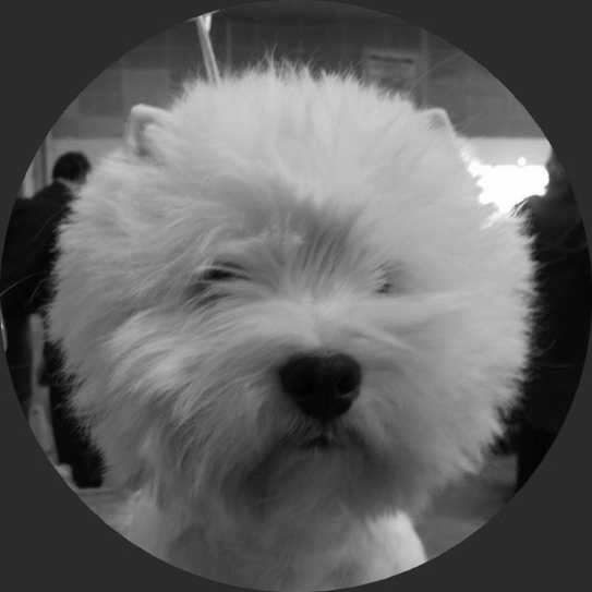 CH. Westibery's Unruly boy