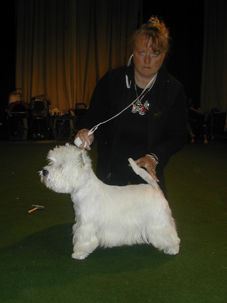 CH. Westibery's Unruly boy