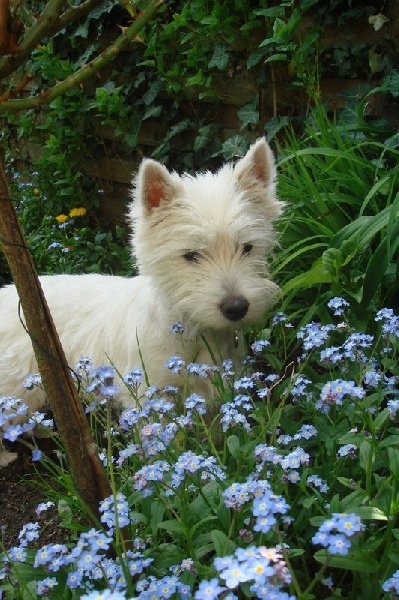 Westibery's Charming Lucy